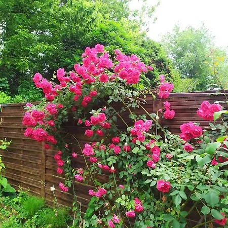 Duplex 100 M² Avec Jardin